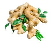 ginger-1